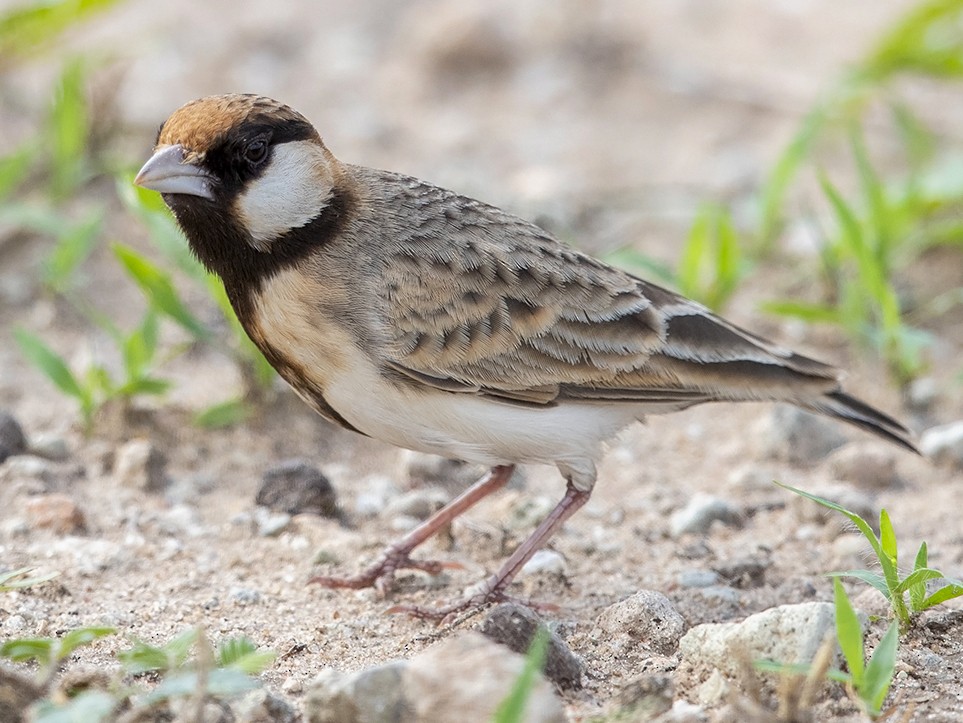 Fischer's Sparrow-Lark - Niall D Perrins