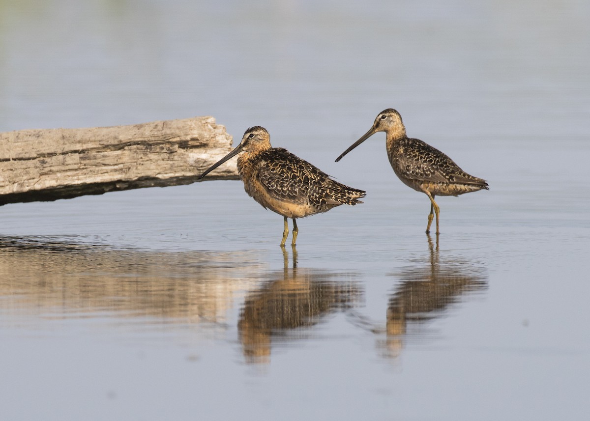 Long-billed Dowitcher - ML252333901