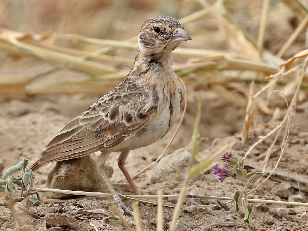 Fischer's Sparrow-Lark - Charley Hesse TROPICAL BIRDING