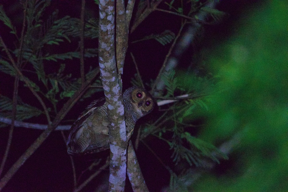 Spotted Wood-Owl - ML252334021
