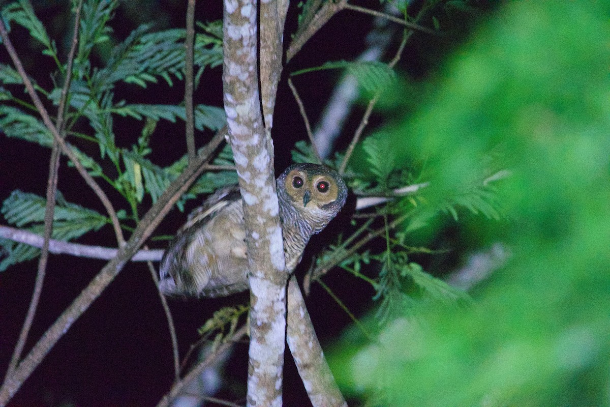 Spotted Wood-Owl - Johan Bergkvist