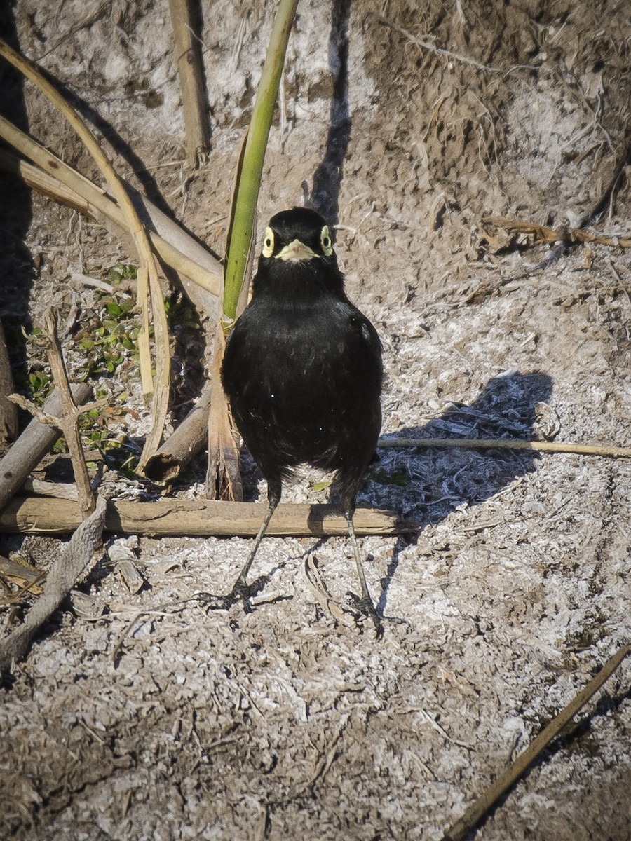 Spectacled Tyrant - ML252334391