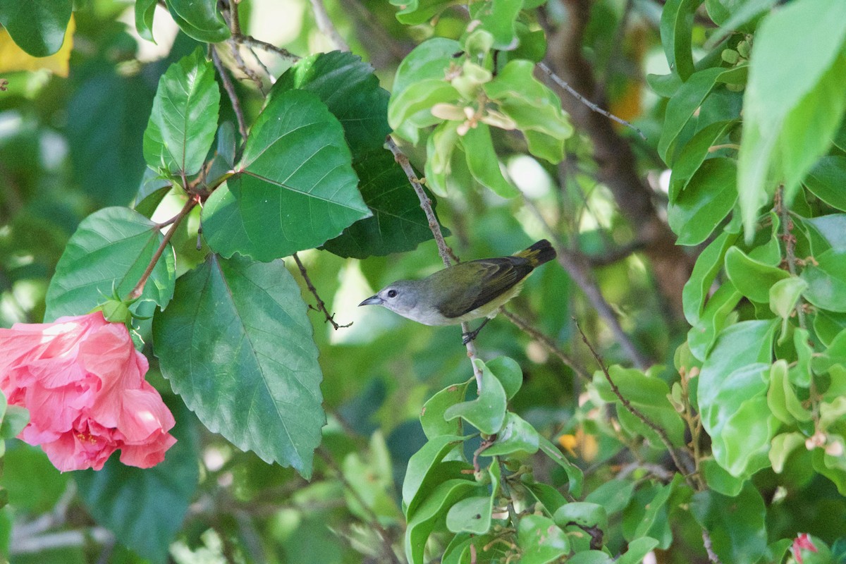 Pygmy Flowerpecker - ML252336301