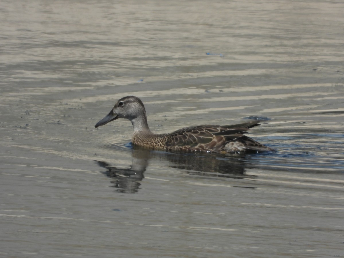 Blue-winged Teal - ML252336981