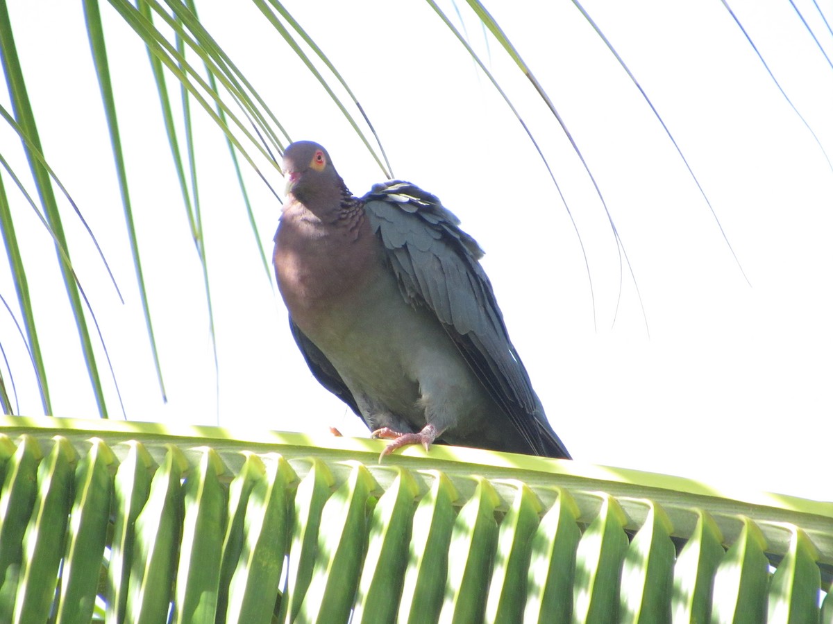 Scaly-naped Pigeon - ML252337041