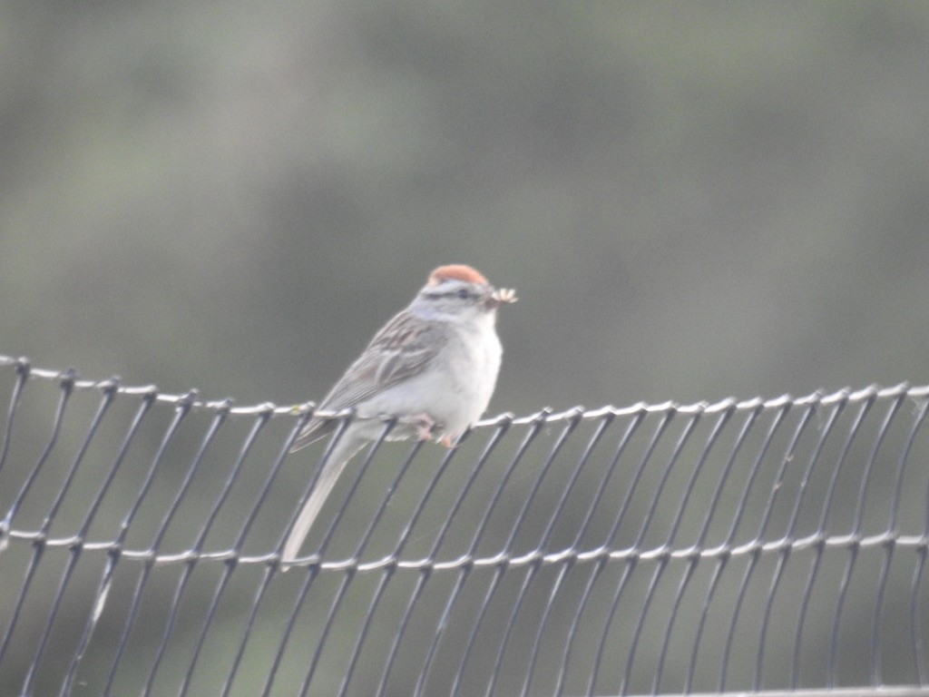 Chipping Sparrow - ML252340841