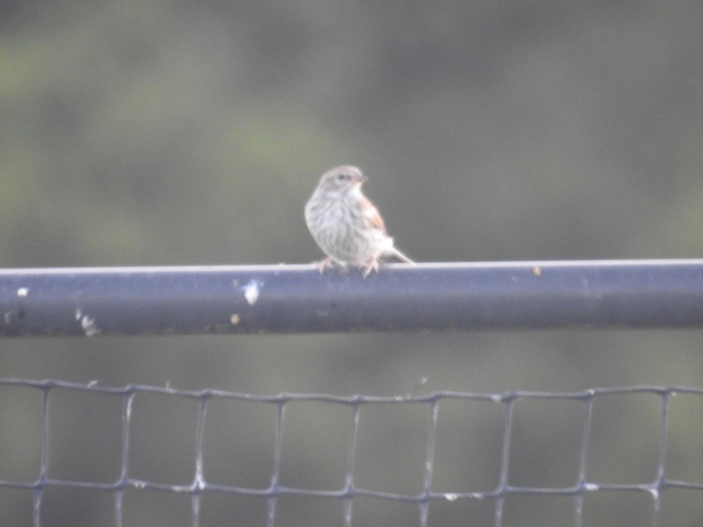 Chipping Sparrow - ML252340871