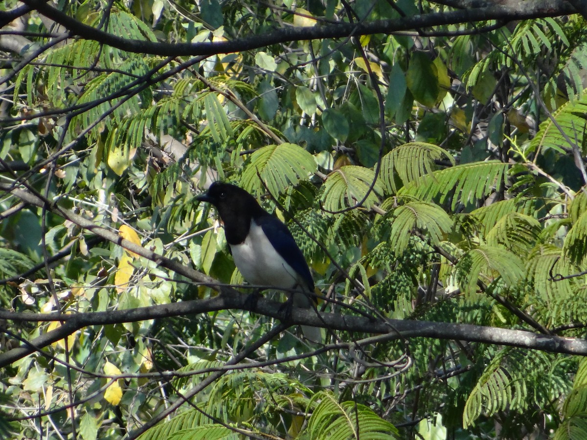 Curl-crested Jay - ML252341141