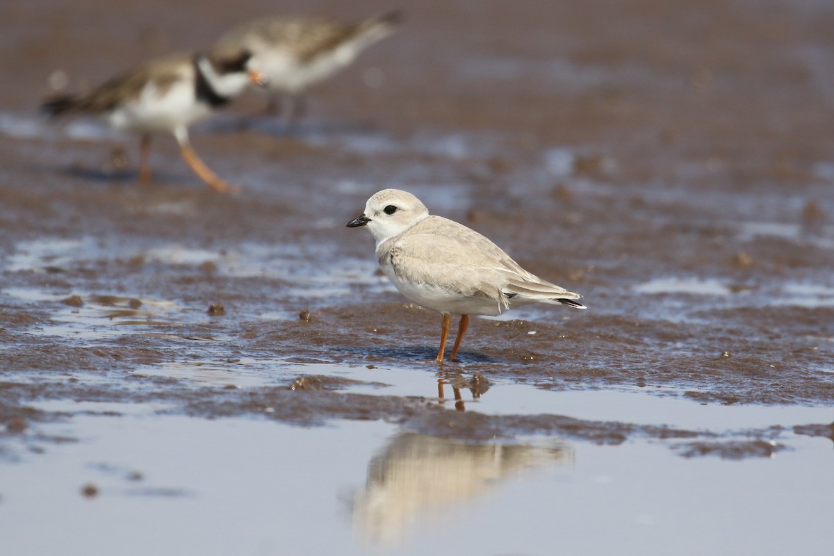 Piping Plover - ML252342411