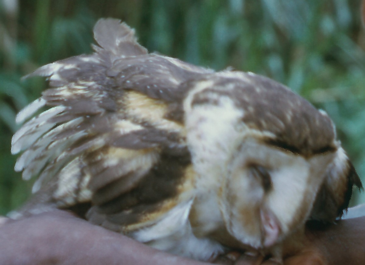 Australasian Grass-Owl - ML252344261