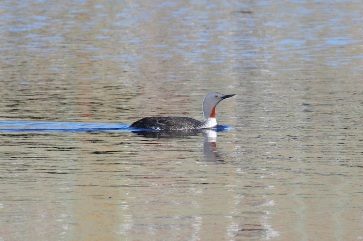 Red-throated Loon - ML252349451