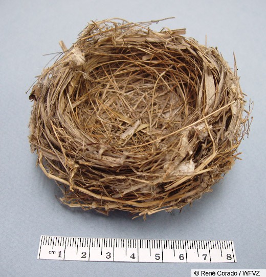 Where Do Painted Buntings Nest? Discover Their Secret Hideouts