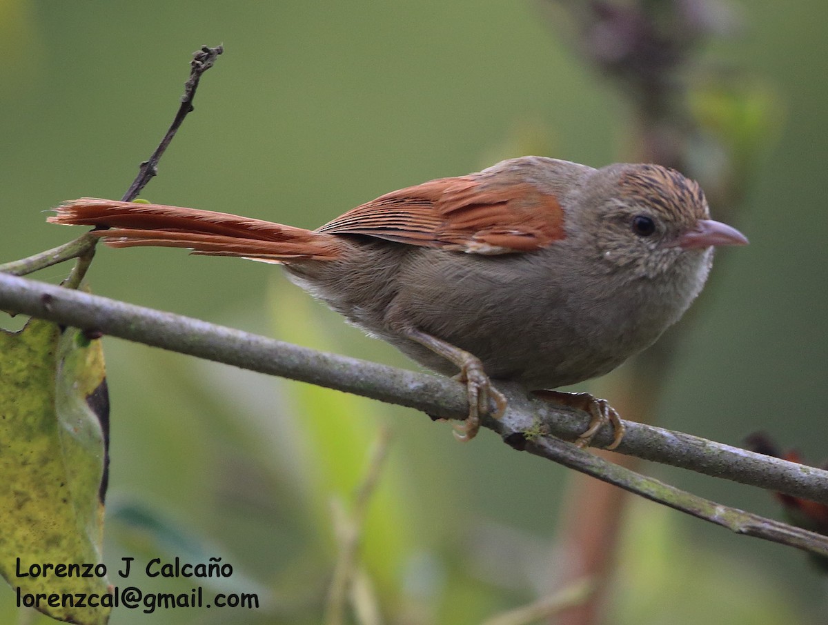Crested Spinetail - ML252351241