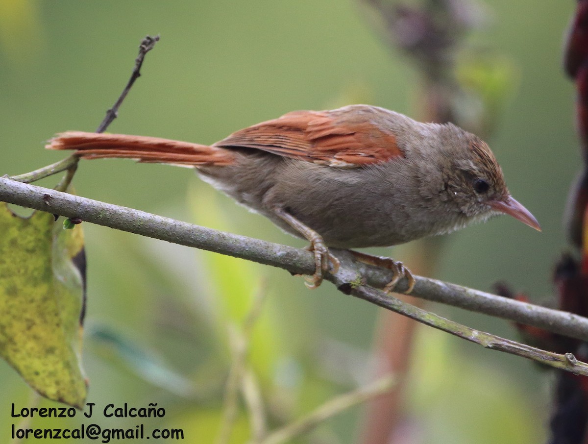 Crested Spinetail - ML252351261