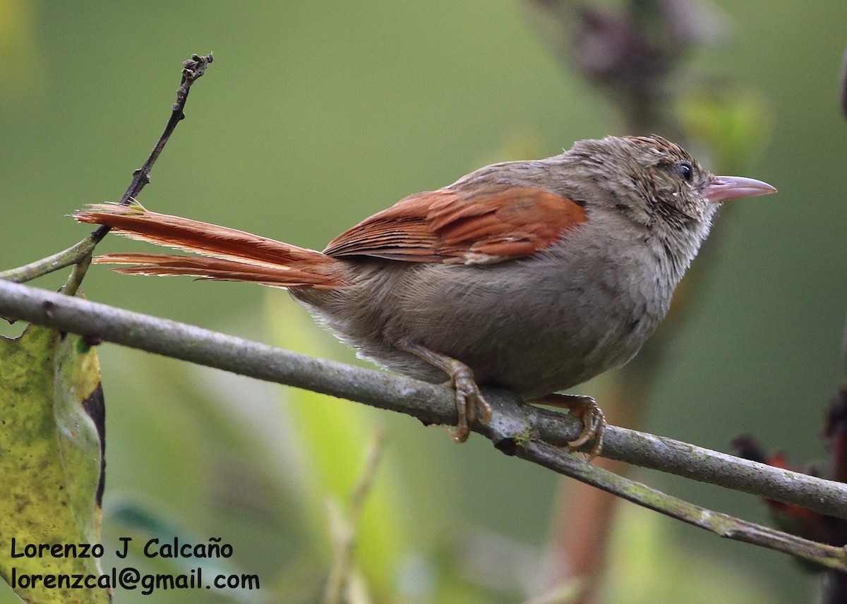 Crested Spinetail - ML252351351