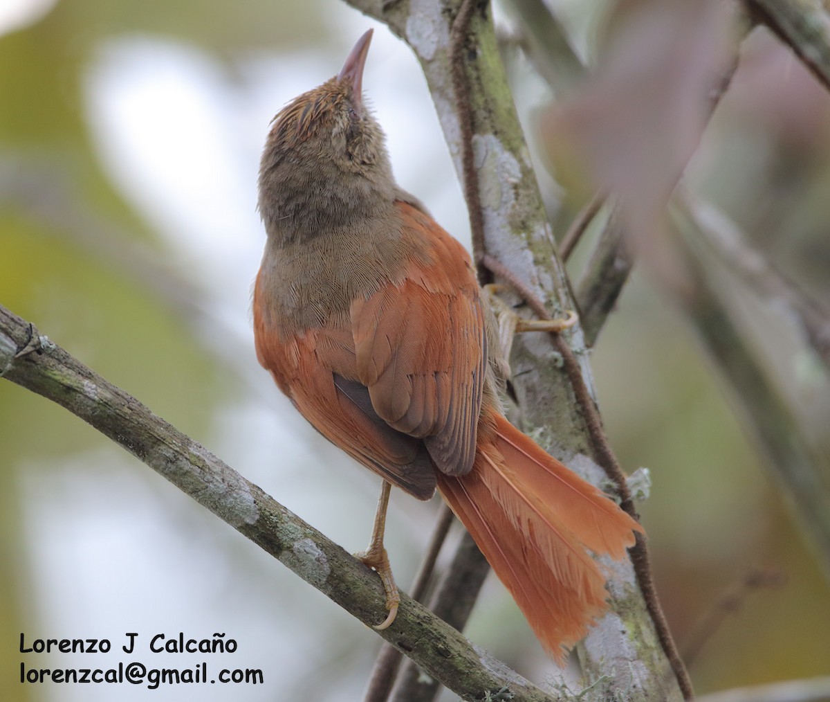 Crested Spinetail - ML252351431