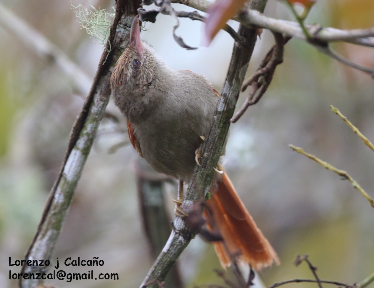 Crested Spinetail - ML252351461
