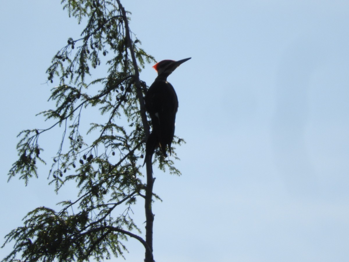 Pileated Woodpecker - ML252351971