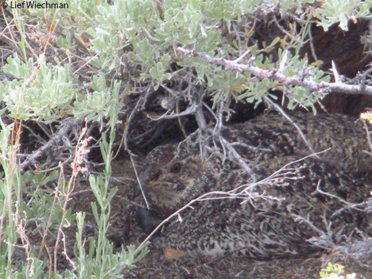 Breeding - Gunnison Sage-Grouse - Centrocercus minimus - Birds of the World