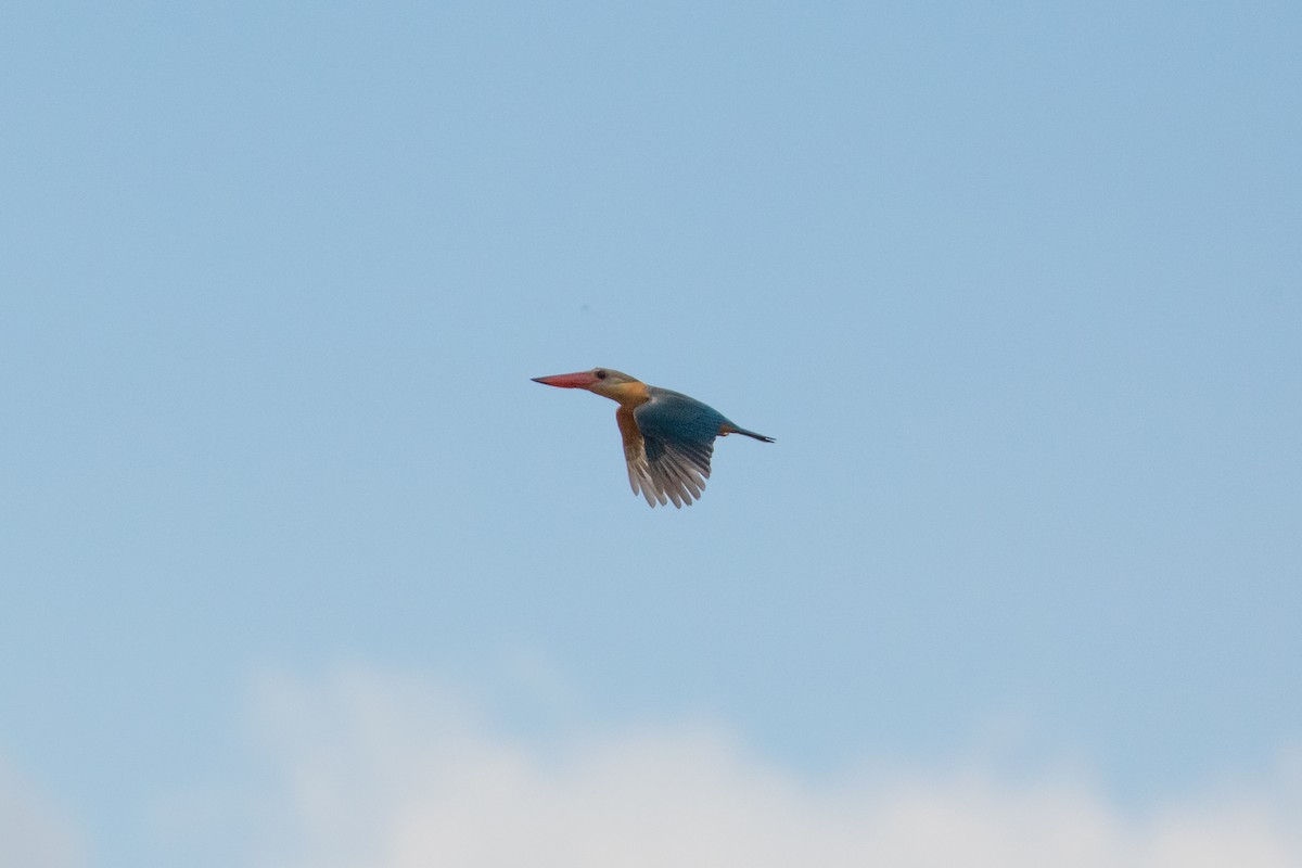 Stork-billed Kingfisher - Sutanan Pinmaneenopparat