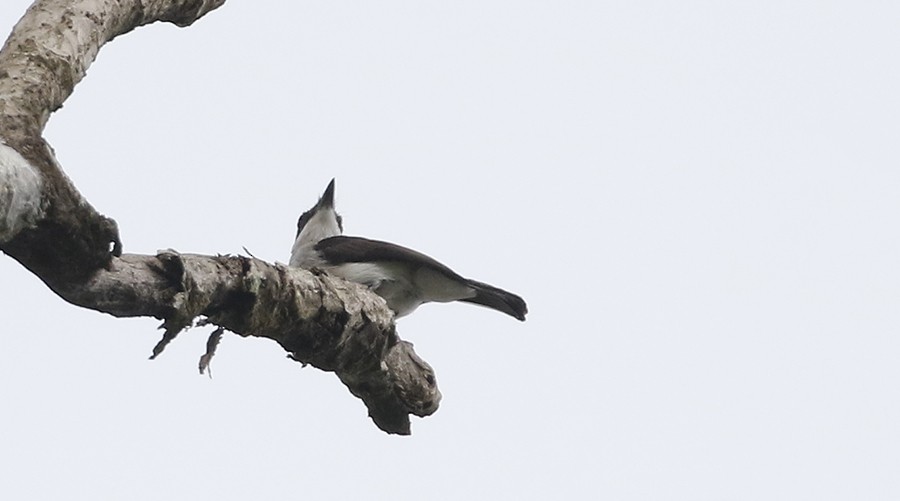 Black-winged Flycatcher-shrike - Peter Ericsson
