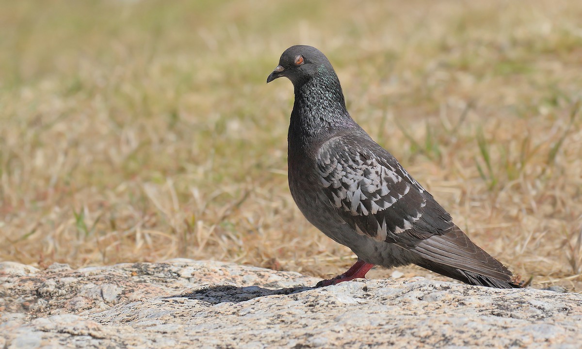 Rock Pigeon (Feral Pigeon) - ML252358171