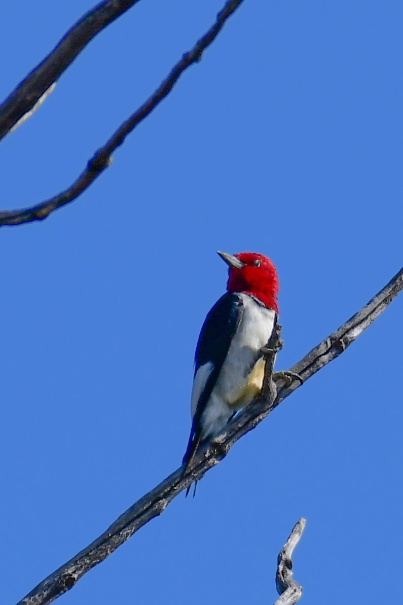 Red-headed Woodpecker - John Verity