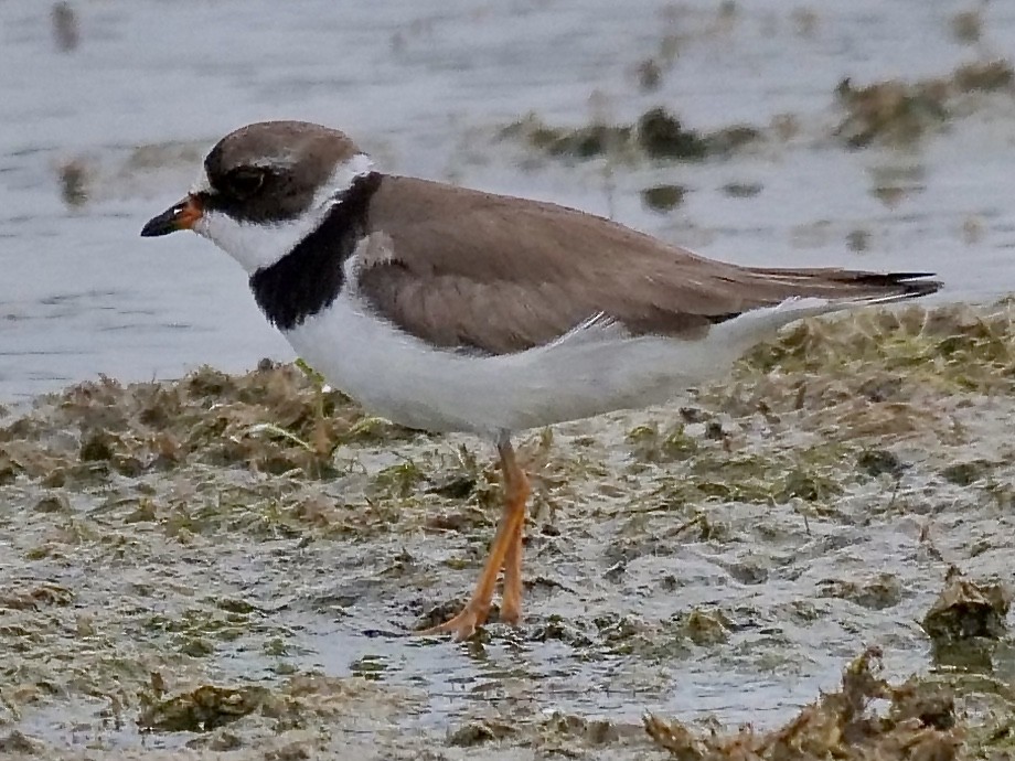 Semipalmated Plover - ML252361771