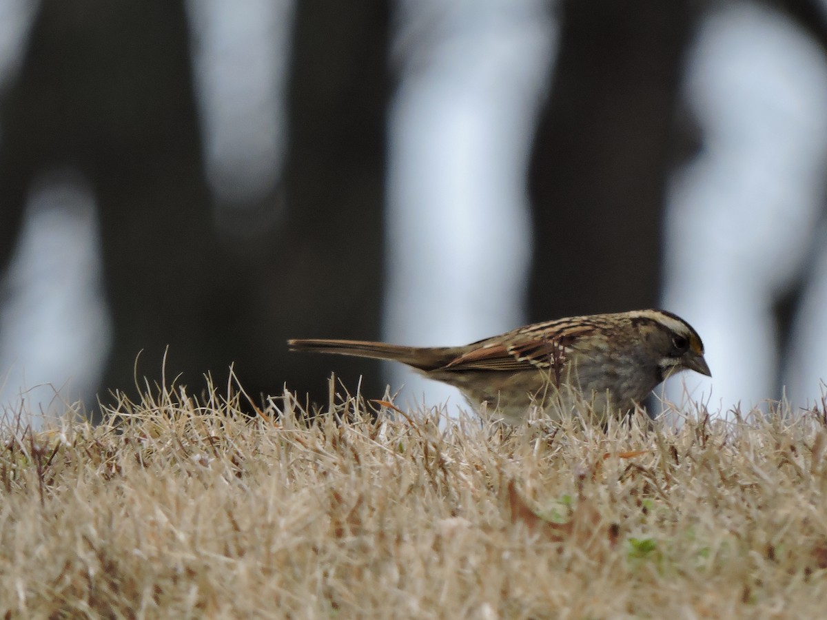 White-throated Sparrow - ML25236881