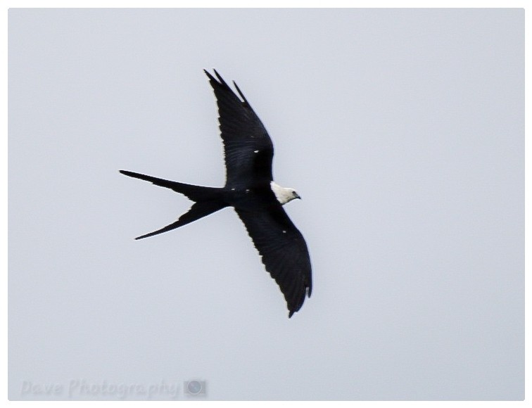 Swallow-tailed Kite - Dave Aguirre