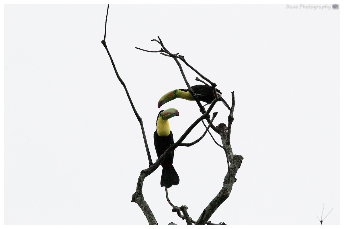 Keel-billed Toucan - Dave Aguirre