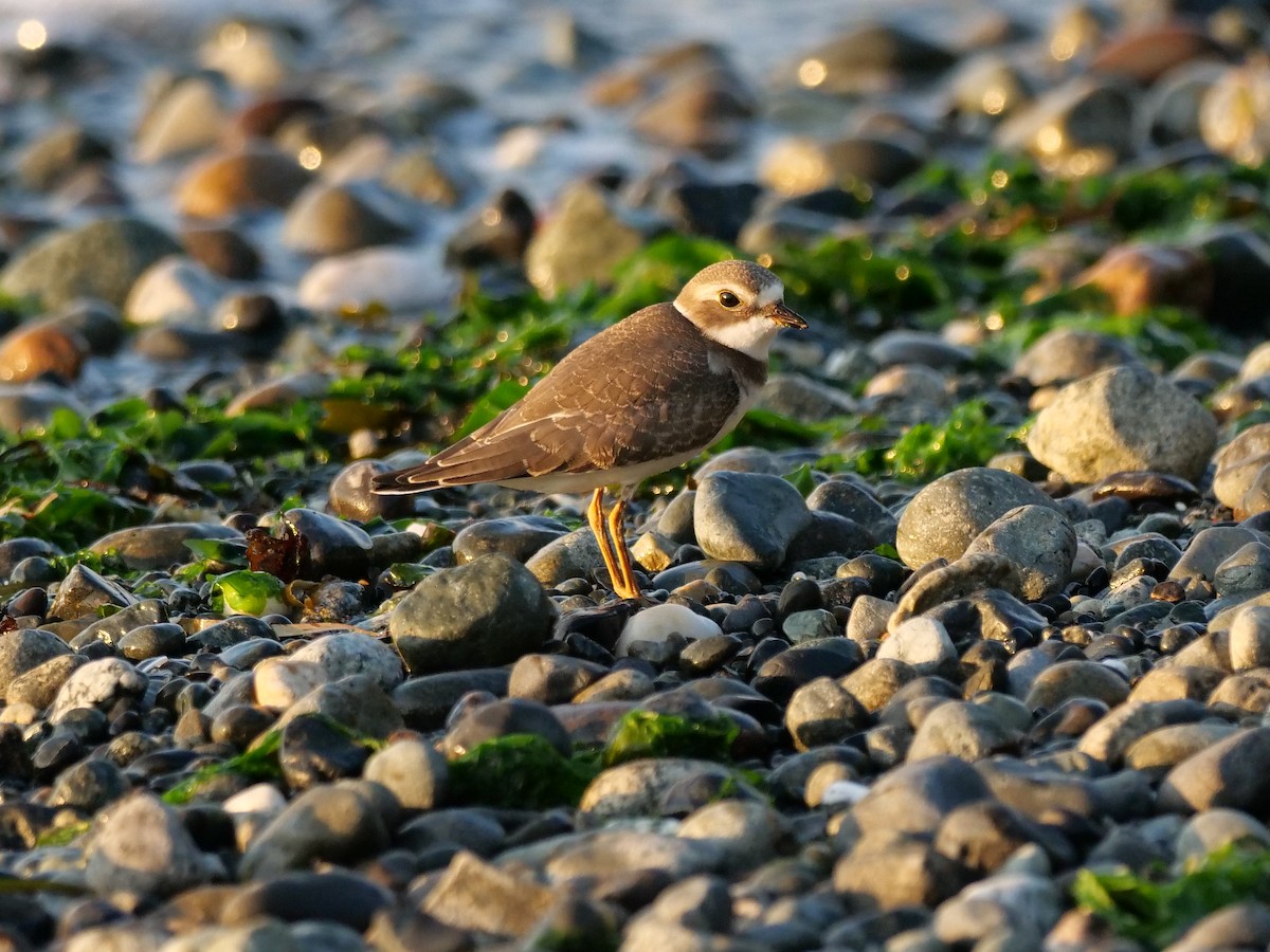 Semipalmated Plover - ML252377801