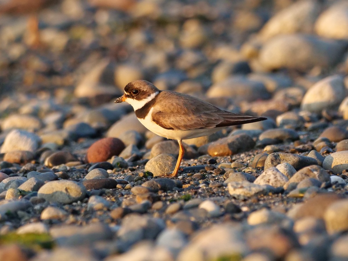 Semipalmated Plover - ML252377821