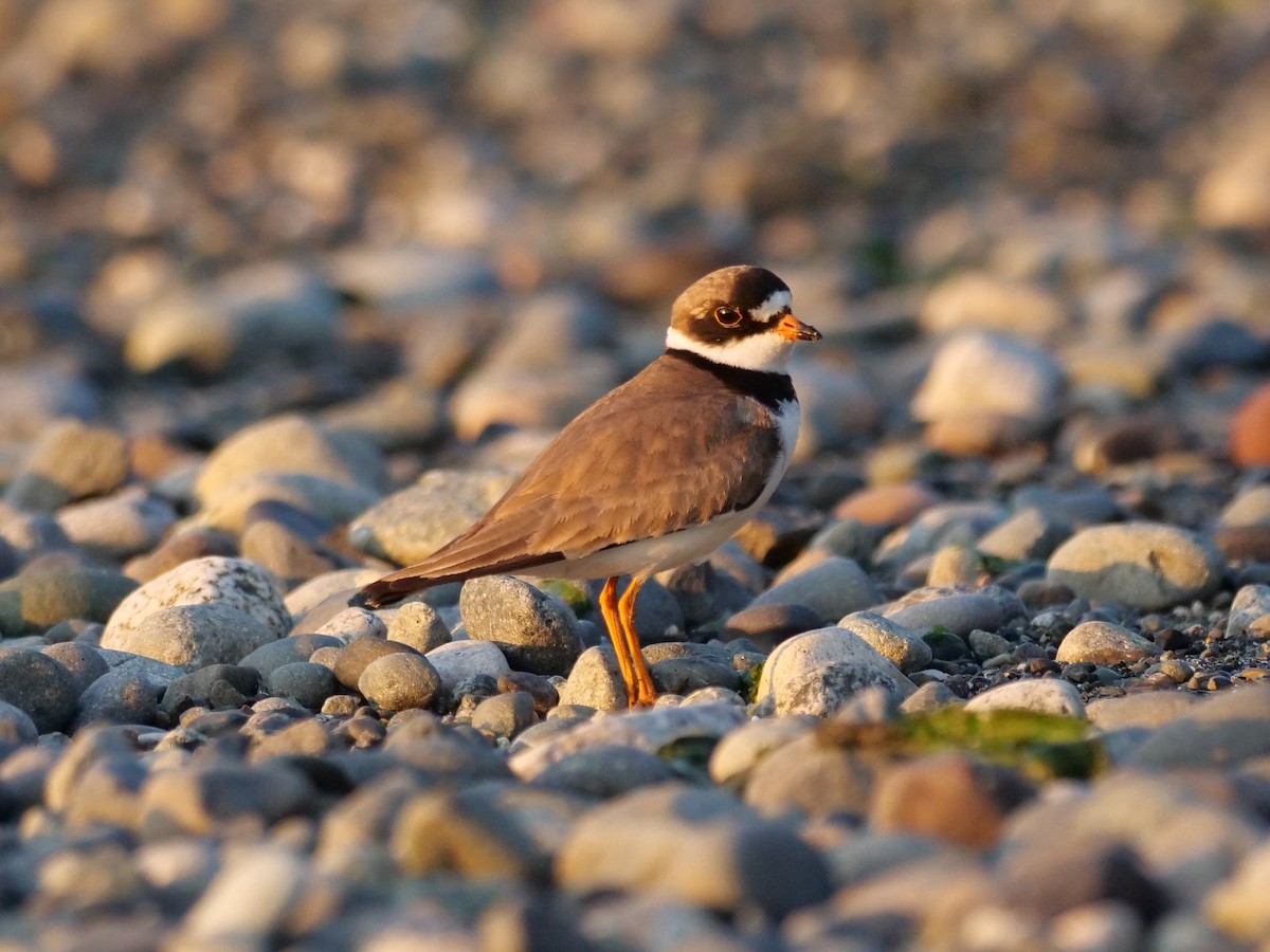 Semipalmated Plover - ML252377841