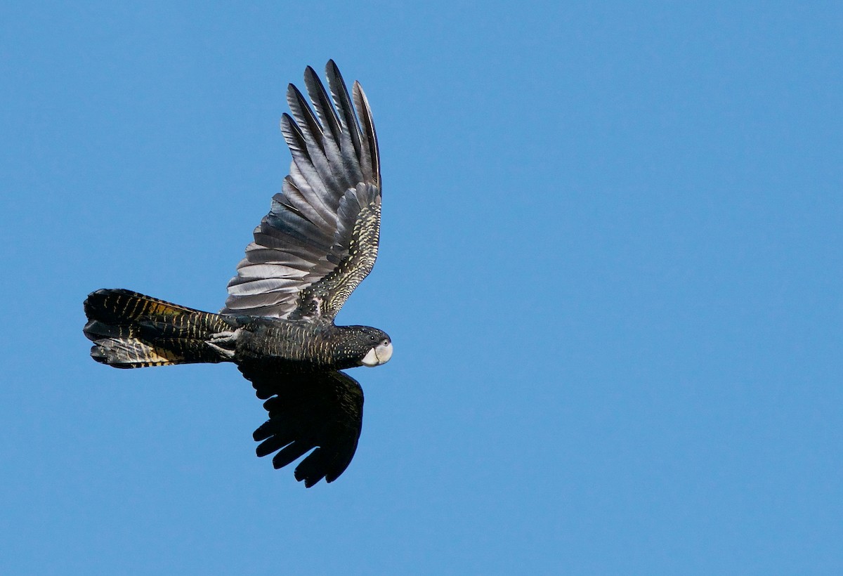 Red-tailed Black-Cockatoo - ML252379581