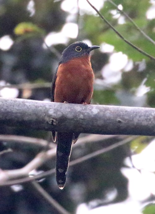 Chestnut-breasted Cuckoo - Peter Ericsson