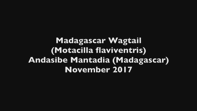 Madagascar Wagtail - ML252383901