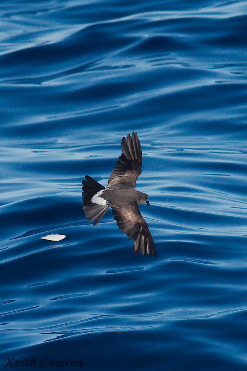 Townsend's Storm-Petrel - Keith Cowton