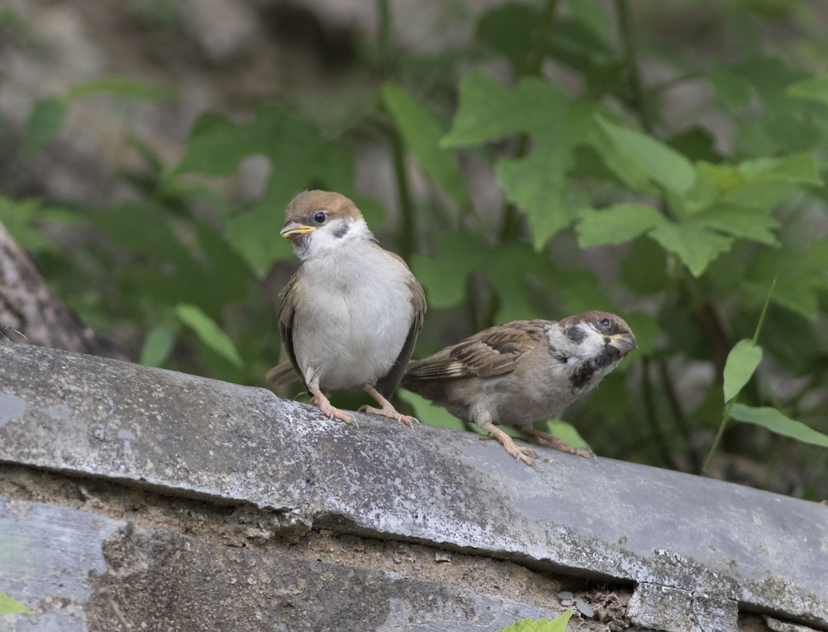 Eurasian Tree Sparrow - Wenjia Chen