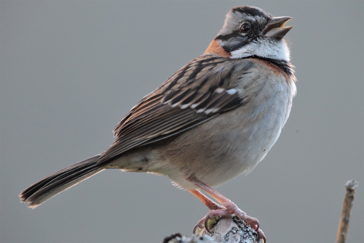 Rufous-collared Sparrow (Rufous-collared) - Carmelo López Abad