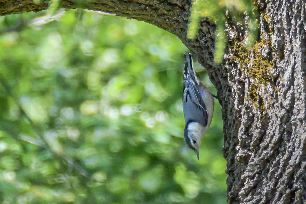 White-breasted Nuthatch - ML252388721