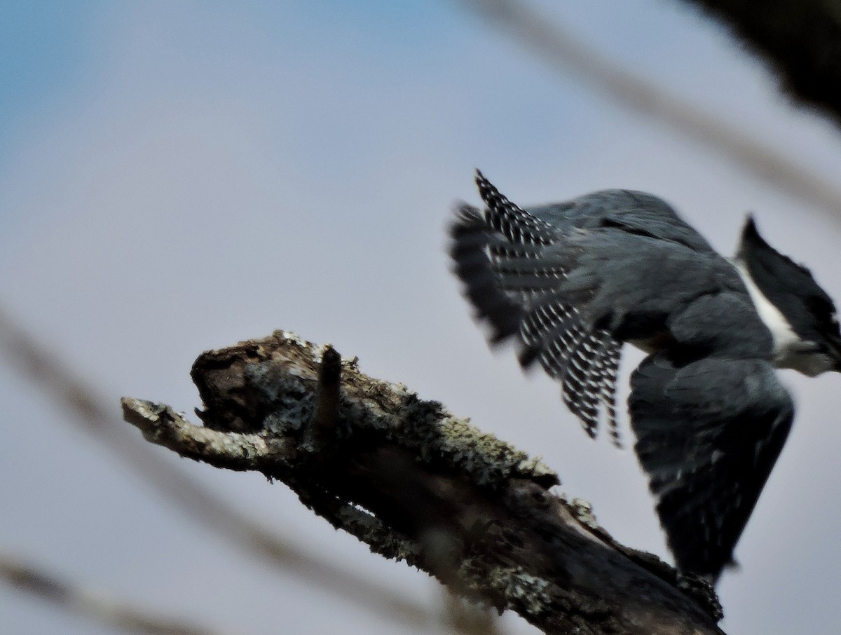 Belted Kingfisher - ML25238881