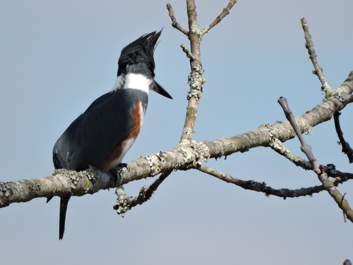 Belted Kingfisher - ML25238891