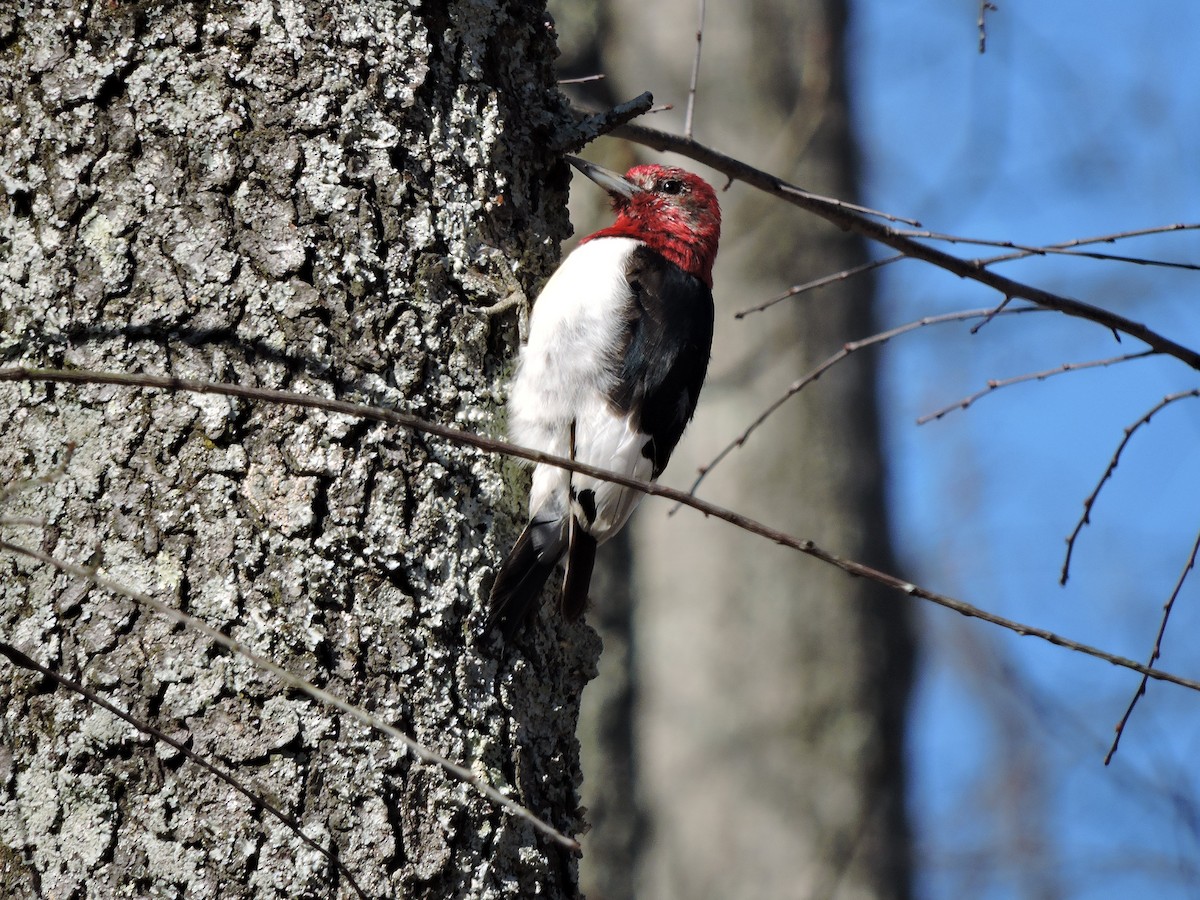 Red-headed Woodpecker - ML25238941