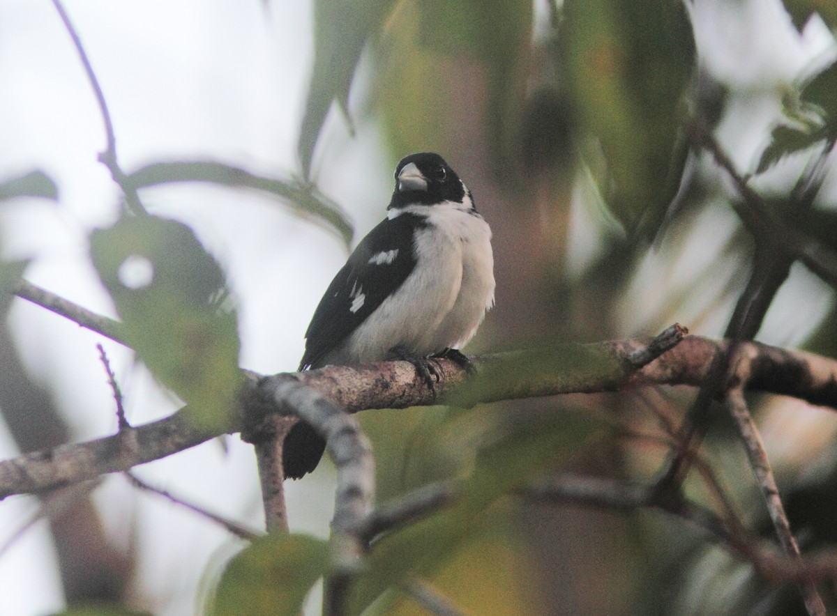 White-naped Seedeater - ML252389901