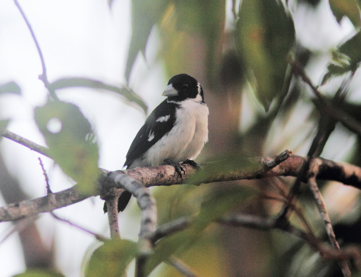 White-naped Seedeater - ML252389911