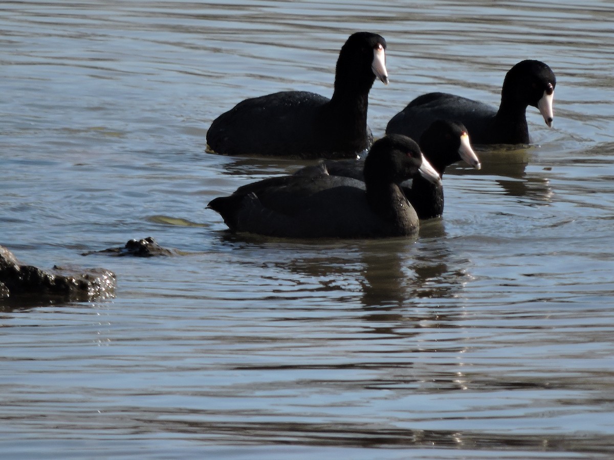 American Coot (Red-shielded) - ML25239271