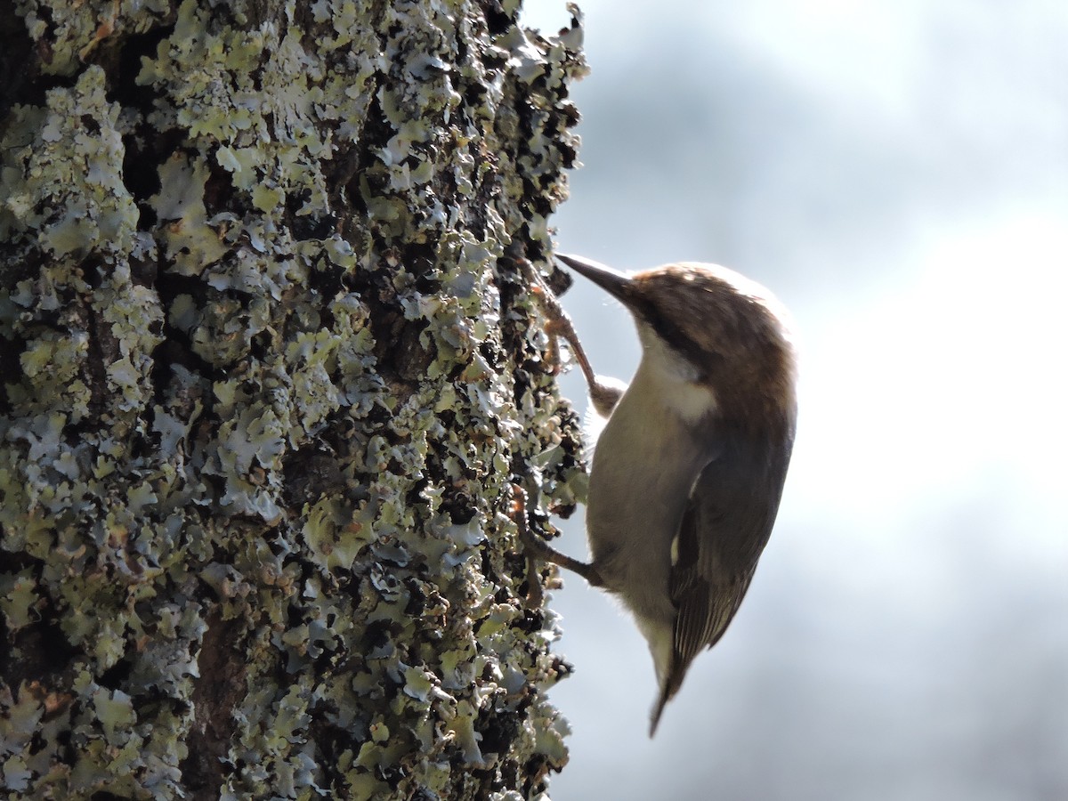 Brown-headed Nuthatch - ML25239361