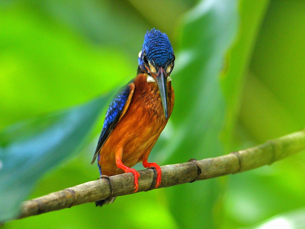 Blue-eared Kingfisher - Choong YT