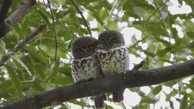 African Barred Owlet - ML252397581